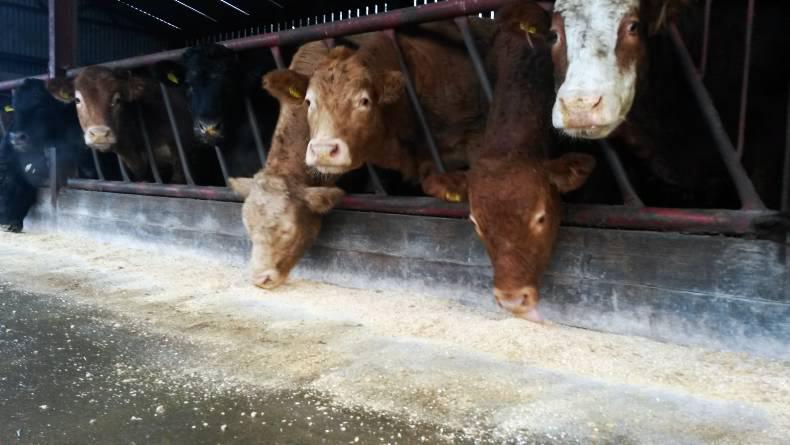 Beef finishing fails to add up Beef finishing fails to add up