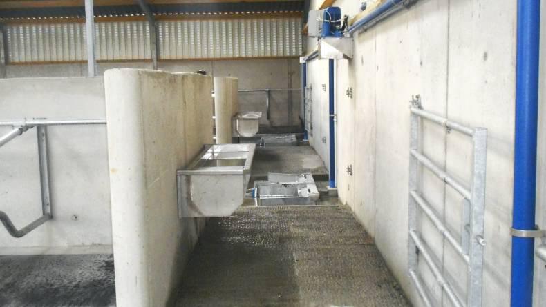 Cubicle shed for cows and heifers Cubicle shed for cows and heifers