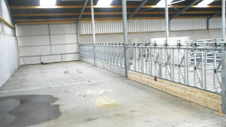 Cubicle shed for cows and heifers Cubicle shed for cows and heifers