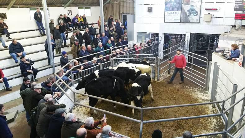 Difficult trade for bullocks at Bandon mart