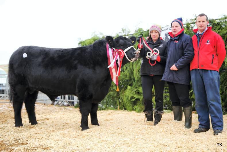Female champion tops €6,500 for Westmeath breeders