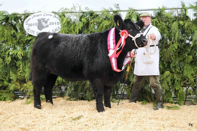 Female champion tops €6,500 for Westmeath breeders