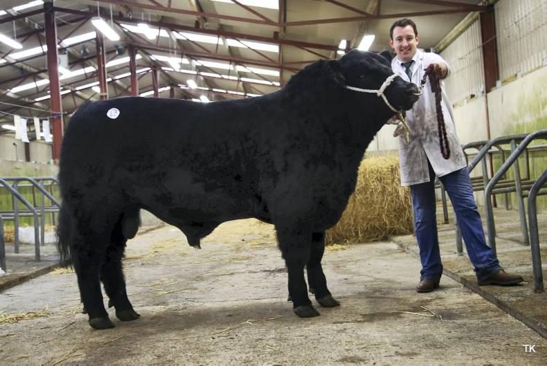 Female champion tops €6,500 for Westmeath breeders