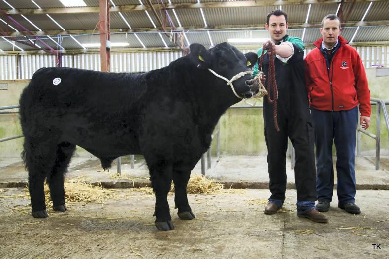Female champion tops €6,500 for Westmeath breeders