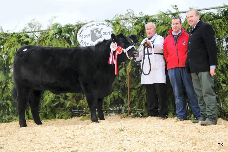 Female champion tops €6,500 for Westmeath breeders