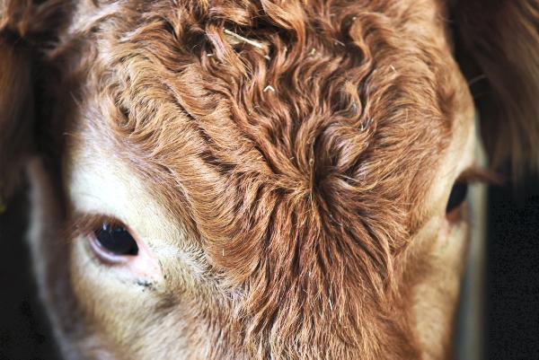 Lungworm contributes to outbreaks of pneumonia in housed cattle Lungworm contributes to outbreaks of pneumonia in housed cattle