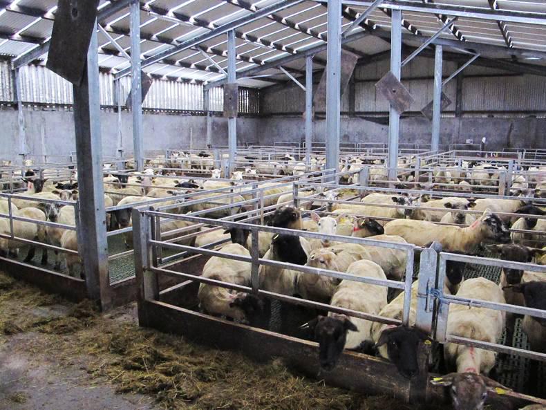 Sheep management: Feeding cereals, ram management and drafting lambs Sheep management: Feeding cereals, ram management and drafting lambs