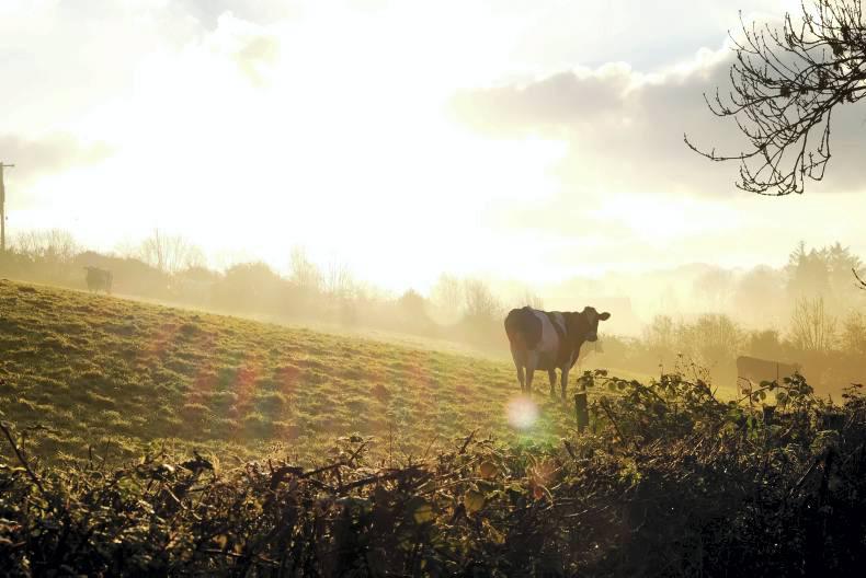 Vets seeing increased problems with unsettled weather Vets seeing increased problems with unsettled weather