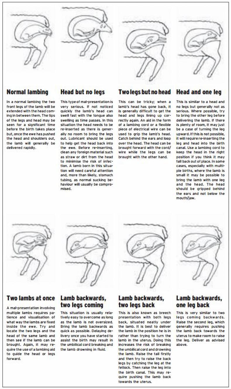 Dealing with difficulties in early lambing ewes Dealing with difficulties in early lambing ewes