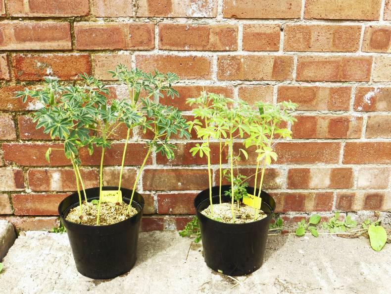 Powering up pulses with Rhizobium Powering up pulses with Rhizobium