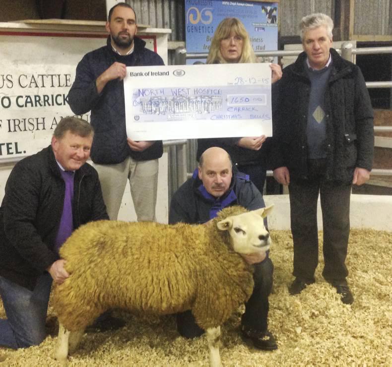 Texel ewe tops €1,780 at first sheep sale for Carrick Texel ewe tops €1,780 at first sheep sale for Carrick