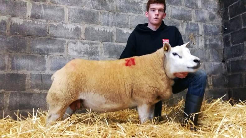 Texel ewe tops €1,780 at first sheep sale for Carrick Texel ewe tops €1,780 at first sheep sale for Carrick