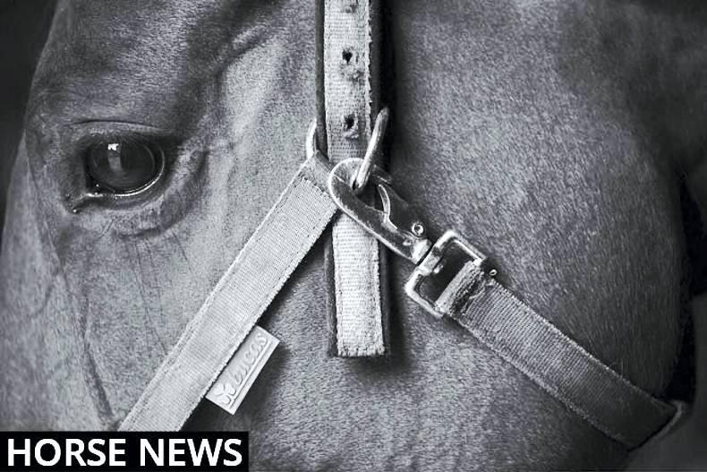 Eleanor's Diary: Your guide to all equestrian events happening this week Eleanor's Diary: Your guide to all equestrian events happening this week