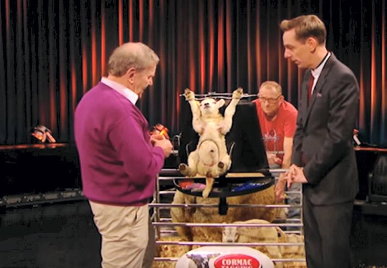 Lamb carousel provokes fury on Twitter Lamb carousel provokes fury on Twitter