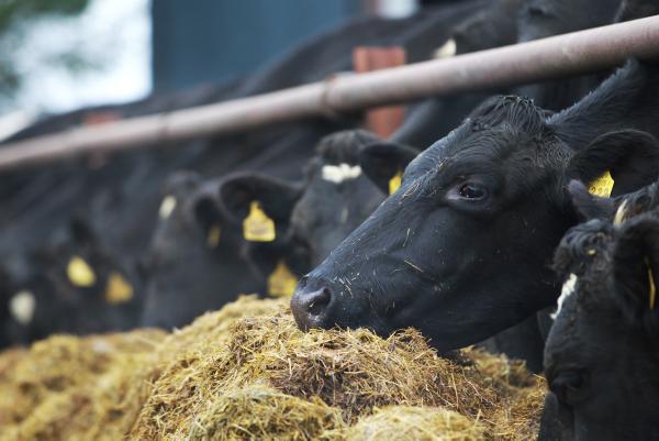 Farm income in NI down 41% in 2015 Farm income in NI down 41% in 2015