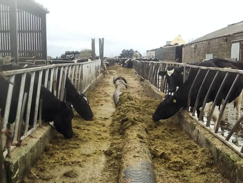 Farmer Writes: Critical stages and getting the all-clear from TB Farmer Writes: Critical stages and getting the all-clear from TB