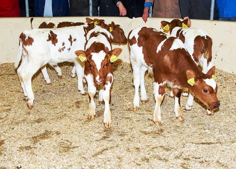 Strong calf trade at Kilmallock Mart Strong calf trade at Kilmallock Mart