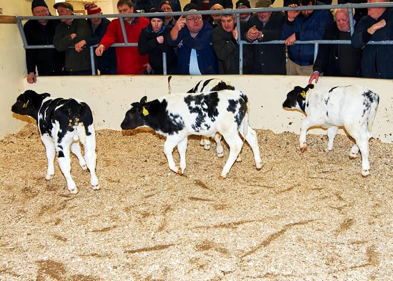 Strong calf trade at Kilmallock Mart Strong calf trade at Kilmallock Mart