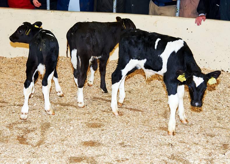 Strong calf trade at Kilmallock Mart Strong calf trade at Kilmallock Mart