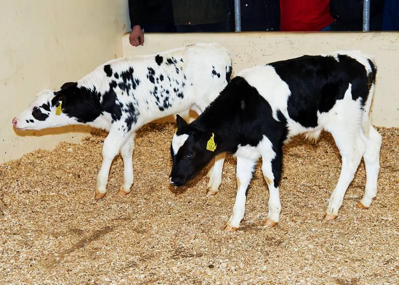 Strong calf trade at Kilmallock Mart Strong calf trade at Kilmallock Mart