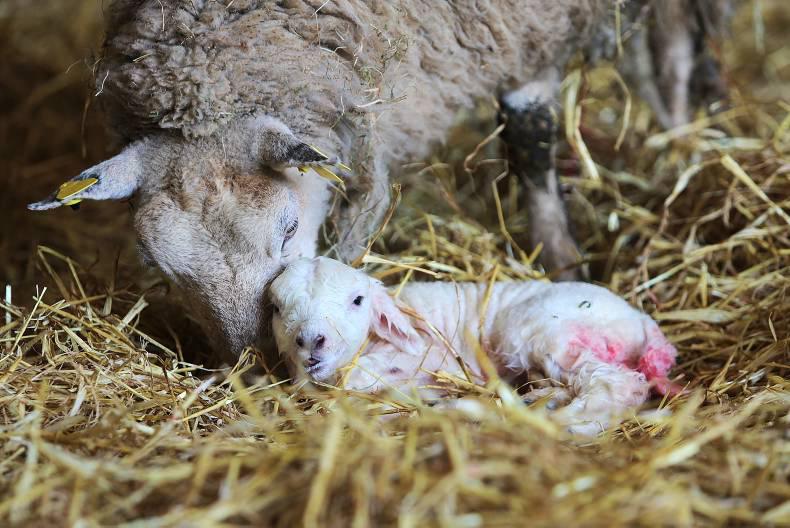 Preparation is key to positive lambing performance Preparation is key to positive lambing performance