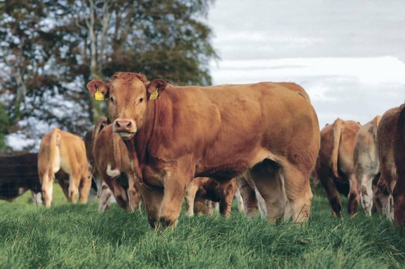 AHDB predicts tough year for meat AHDB predicts tough year for meat