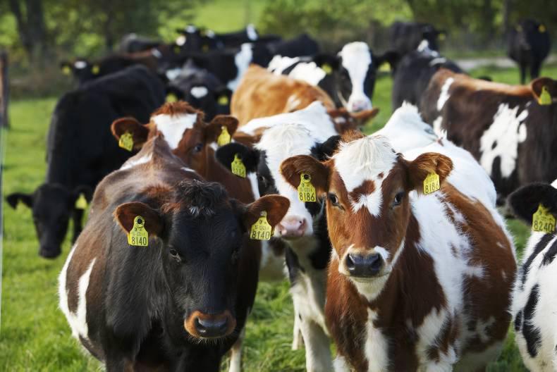 Use of vaccination to control disease in breeding herds Use of vaccination to control disease in breeding herds