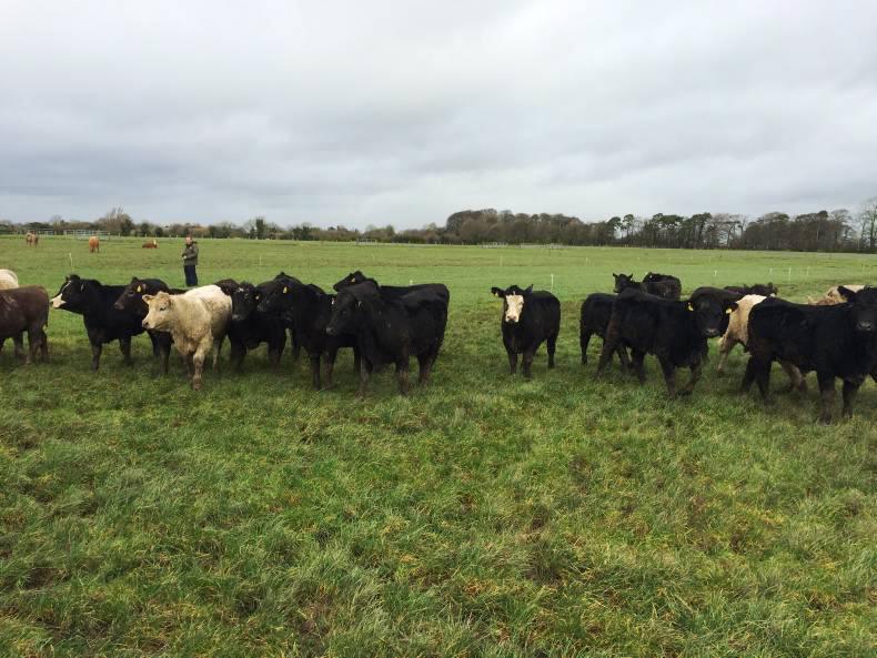 Watch: Testing conditions for grazing in Derrypatrick herd Watch: Testing conditions for grazing in Derrypatrick herd