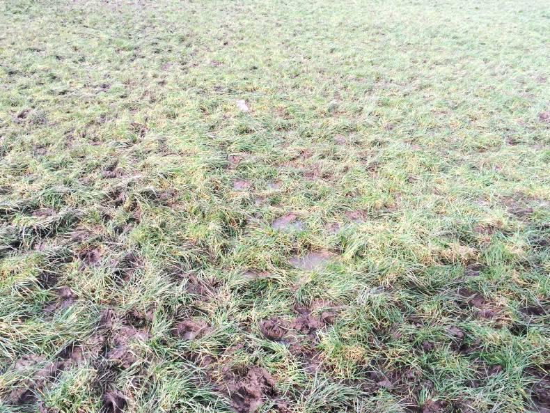 Watch: Testing conditions for grazing in Derrypatrick herd Watch: Testing conditions for grazing in Derrypatrick herd