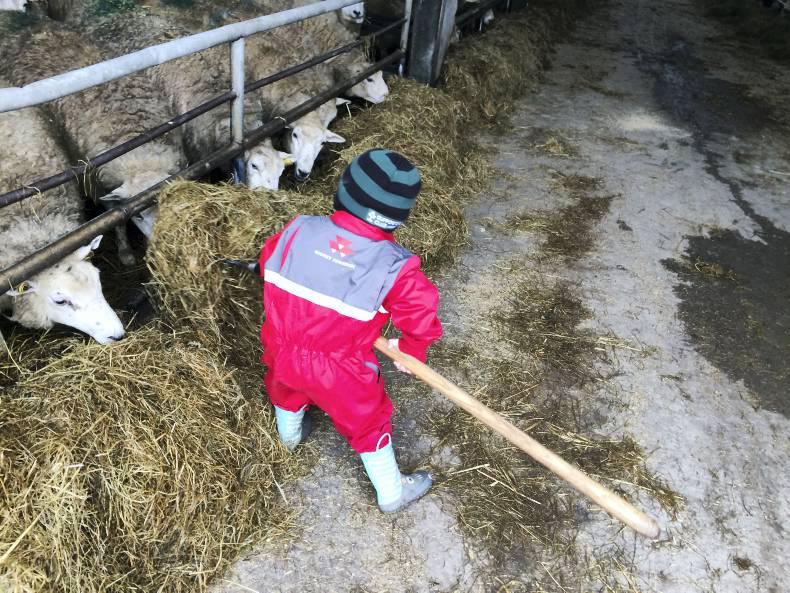 Farmer Writes: Excited children and excited ewes Farmer Writes: Excited children and excited ewes