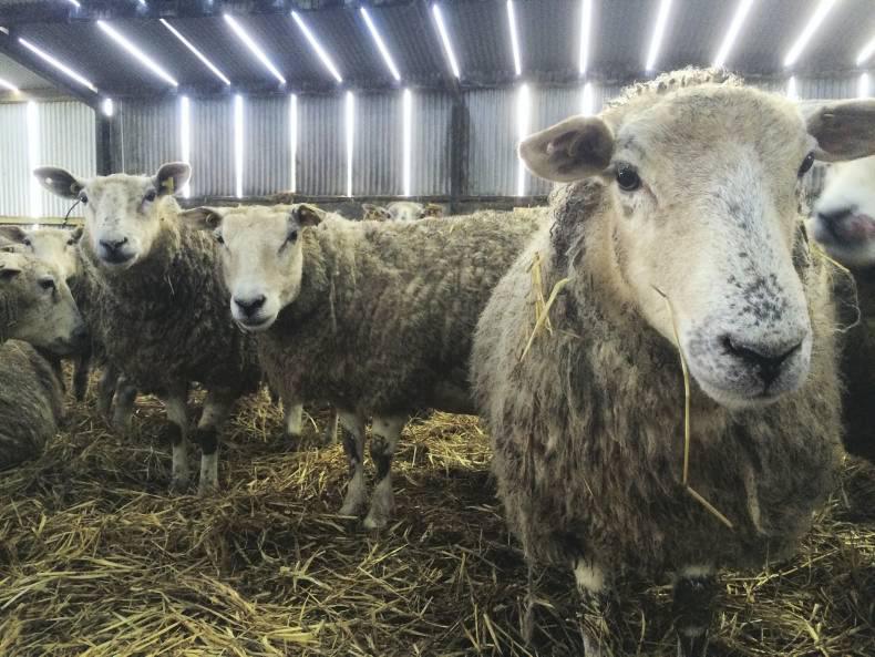 Farmer Writes: Excited children and excited ewes Farmer Writes: Excited children and excited ewes
