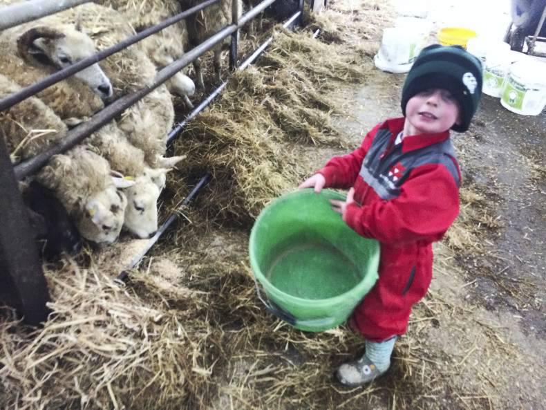 Farmer Writes: Excited children and excited ewes Farmer Writes: Excited children and excited ewes