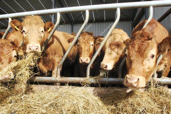 Increase in EU beef production foreseen in 2016 Increase in EU beef production foreseen in 2016