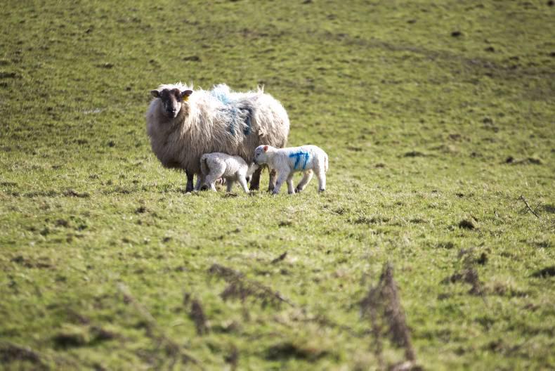 Make the most of grass at lambing time Make the most of grass at lambing time