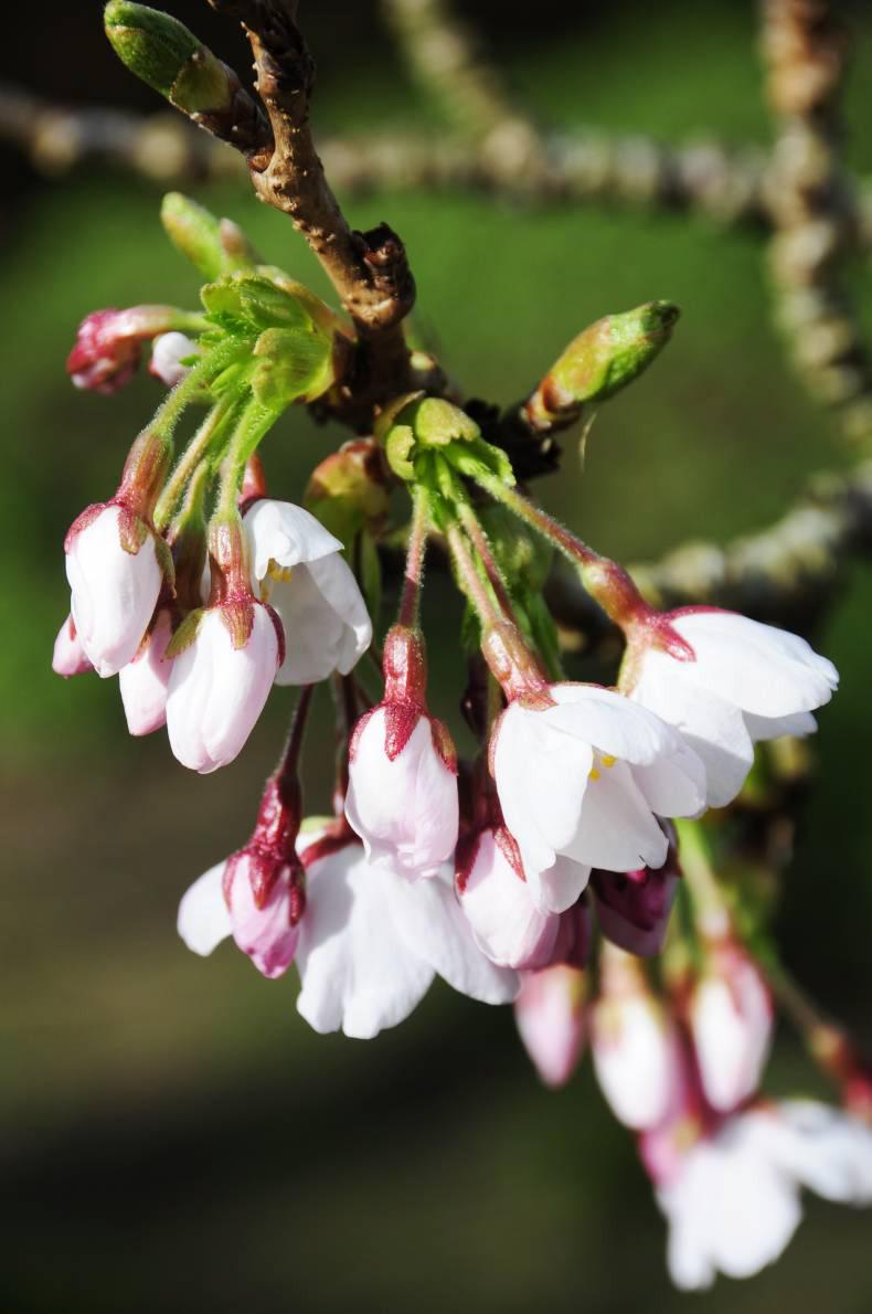 The beautiful Yoshino cherry tree The beautiful Yoshino cherry tree