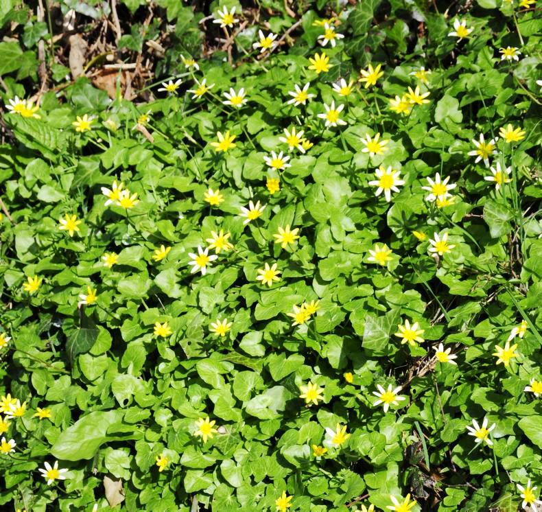 The beautiful Yoshino cherry tree The beautiful Yoshino cherry tree