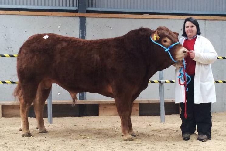 85% clearance rate at Limousin sale in Tullamore 85% clearance rate at Limousin sale in Tullamore