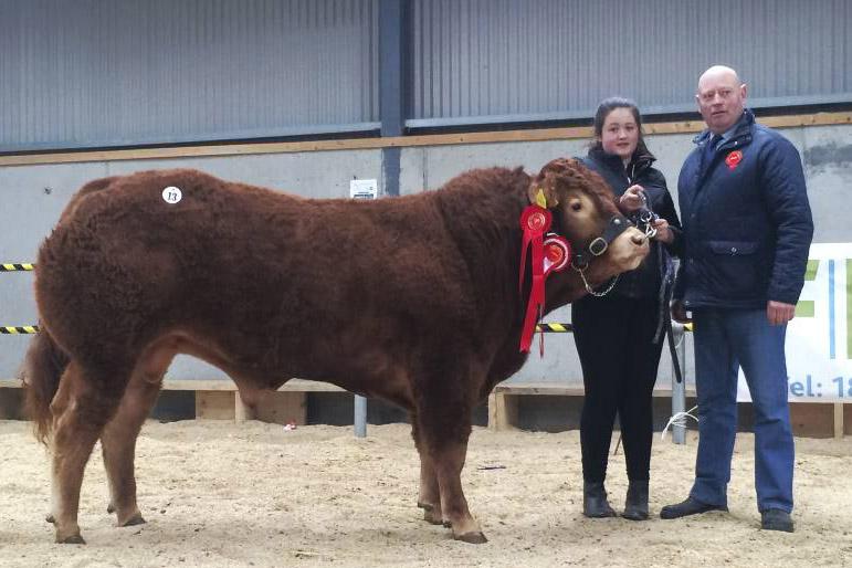 85% clearance rate at Limousin sale in Tullamore 85% clearance rate at Limousin sale in Tullamore