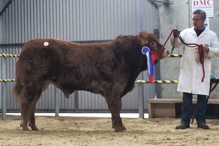 85% clearance rate at Limousin sale in Tullamore 85% clearance rate at Limousin sale in Tullamore