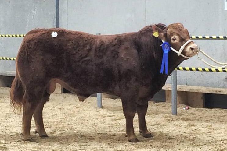85% clearance rate at Limousin sale in Tullamore 85% clearance rate at Limousin sale in Tullamore