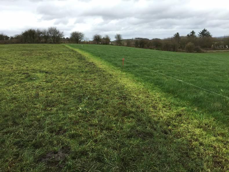 Teagasc spring grass walk: Mayo dairy farmer stretches out grass Teagasc spring grass walk: Mayo dairy farmer stretches out grass