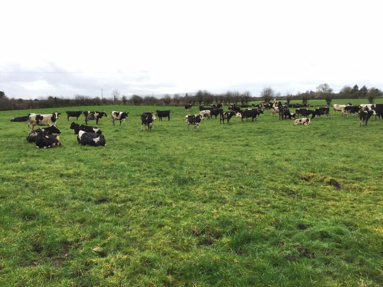 Teagasc spring grass walk: Mayo dairy farmer stretches out grass Teagasc spring grass walk: Mayo dairy farmer stretches out grass