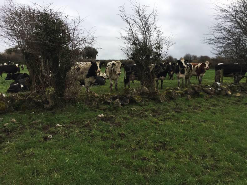 Teagasc spring grass walk: Mayo dairy farmer stretches out grass Teagasc spring grass walk: Mayo dairy farmer stretches out grass