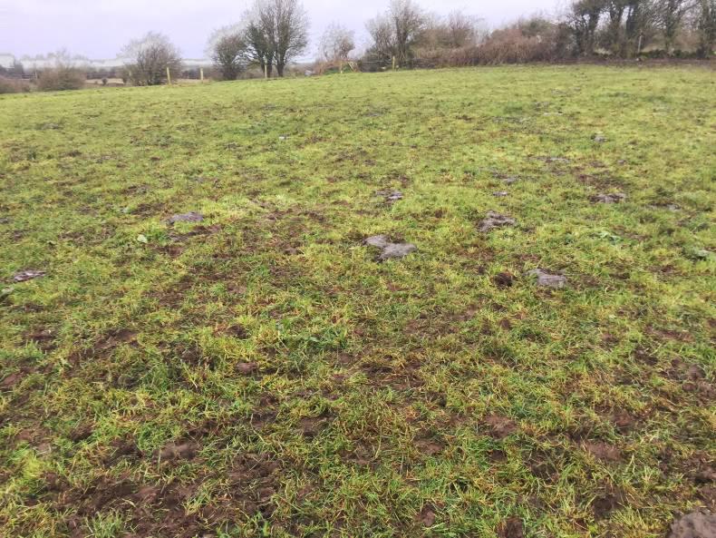 Teagasc spring grass walk: Mayo dairy farmer stretches out grass Teagasc spring grass walk: Mayo dairy farmer stretches out grass