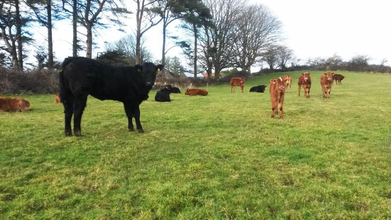 Farmer writes: Grass, please! Farmer writes: Grass, please!