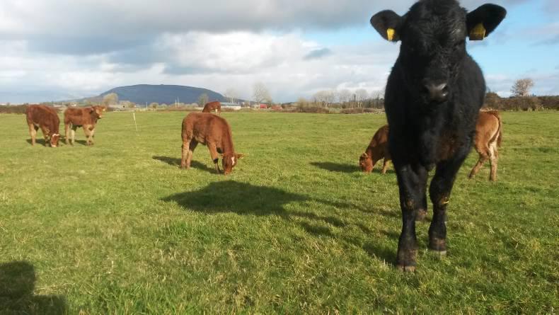 Farmer writes: Grass, please! Farmer writes: Grass, please!