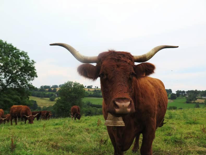 France to investigate BSE in young cattle after confirmed isolated case France to investigate BSE in young cattle after confirmed isolated case