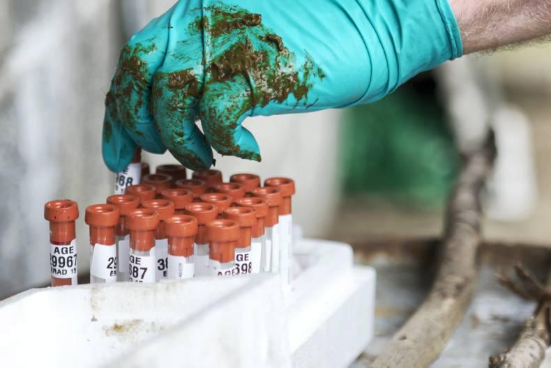 Trace element deficiency and supplementation in cattle – part one Trace element deficiency and supplementation in cattle – part one