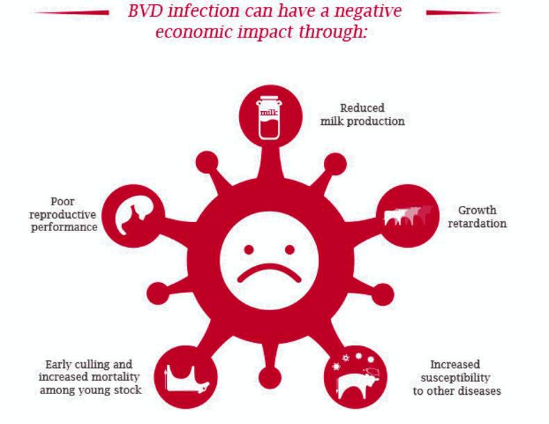 BVD – are you vaccinating correctly? BVD – are you vaccinating correctly?