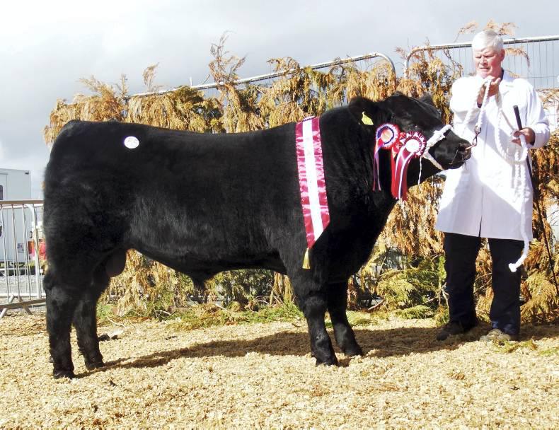 Aberdeen Angus tops trade at Carrick-on-Shannon sale Aberdeen Angus tops trade at Carrick-on-Shannon sale